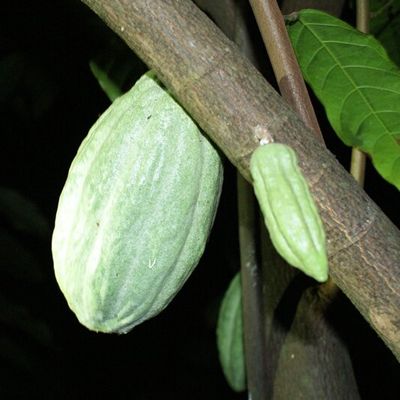Sentier de Fort Diamant de nuit le Lundi 11 mars