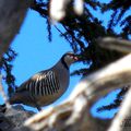 perdrix bartavelle (Alectoris graeca)