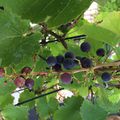 Les vendanges chez Nounou