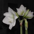 amaryllis suite et fin 