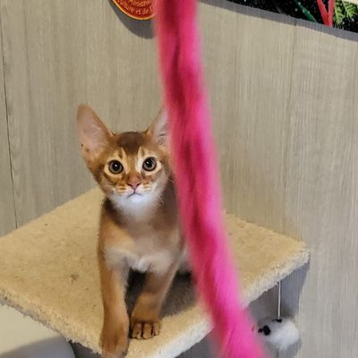 Zola et son demi frère Vinci L'aura  de Séshat: