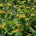 Les phlomis plantes chameaux adaptées aux étés chauds et secs 