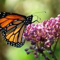 Protégeons le papillon Monarque des pesticides de Monsanto !