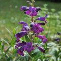 Une floraison éclatante pendant plus de cinq mois