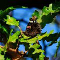 Vanessa atalanta