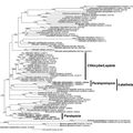 Paralepistopsis gen. nov. and Paralepista by A. Vizzini & E. Ercole