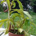 Bouture de Nepenthes