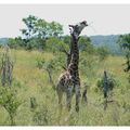 Girafe dans la réserve de Mkhaya