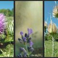 Nouvelles cartes postales chez Céline Photos Art Nature