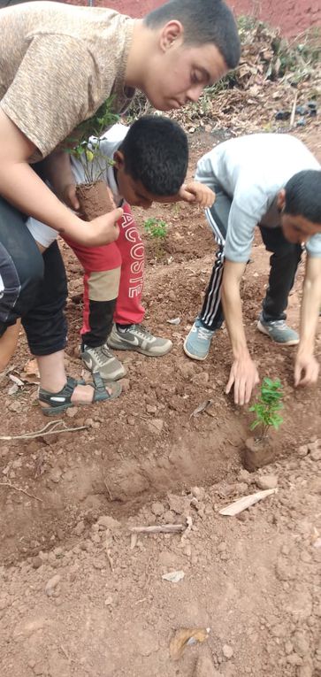 Transplantation des plantes aromatiques de la serre au jardin ce vendredi a.m. à O. T.