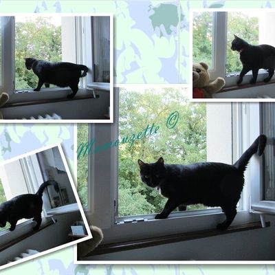 Des nouvelles de Frimousse