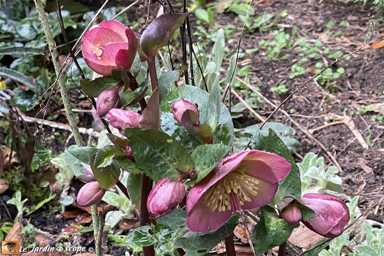 Hellébore hybride • Helleborus hybridus