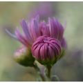 les chrysanthèmes