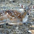 Le parc animalier du Colombier (Aveyron)