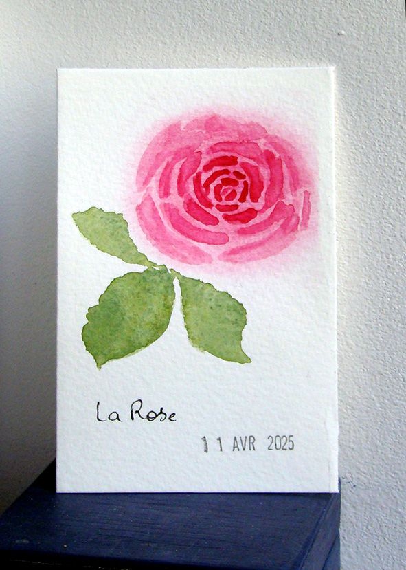 23 Rose