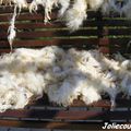 La laine des moutons#2