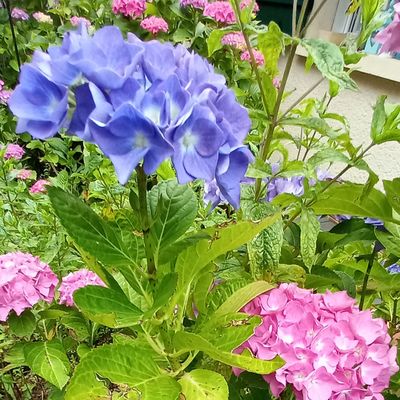 Bleu, blanc, rose au jardin