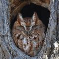 Eastern Screech-Owl Red Morph.