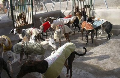 pour les galgos!