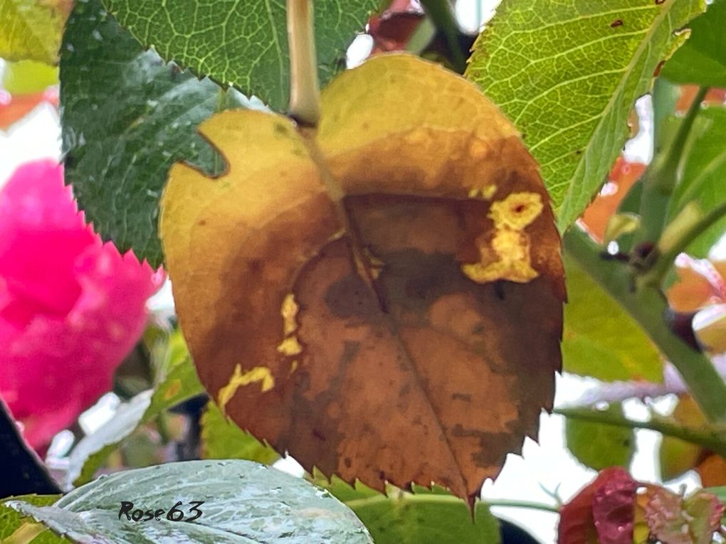 Lundi 29 sept 2025 un bol d'air au jardin c'était le 25 sept 2025 Mon diapo s'en suit 