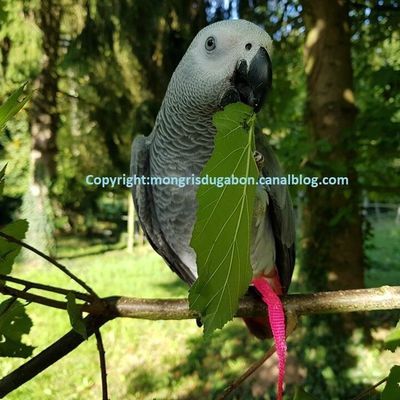 Lyloo dans le noisetier