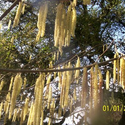 des jolie fleurs de marronier