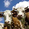 Les vaches envoient des SMS aux agriculteurs