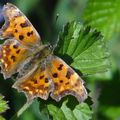 Papillon Robert le Diable