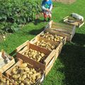 Du potager à l'assiette.