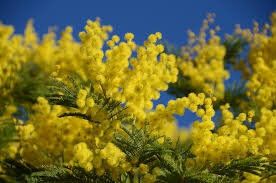 Le Jaune, couleur de Provence