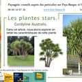 🌳 CORDYLINE AUSTRALIS Par Paysagiste Pays Basque Paysagiste Landes