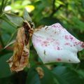 Au jardin, la lumière change la végétation