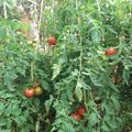 Suspension fil tomate sur armature bois. Essai jardin Clermont Ferrand. Conservation des gourmands.