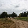 Les vaches qui vont au parc (le 3 Août 2009)