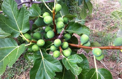  figues et quelques confitures