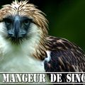 L'aigle mangeur de singes