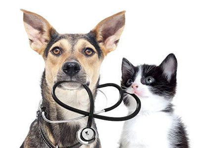 Assurance animaux