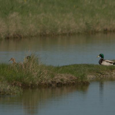Canard colvert (Anas platyrhynchos)