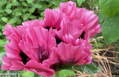 Superbe couleur pour ce Pavot d'Orient Patty's plum
