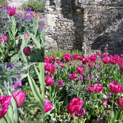 Fleurs au printemps