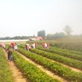 Cueillir des fraises avec les enfants : c'est facile!