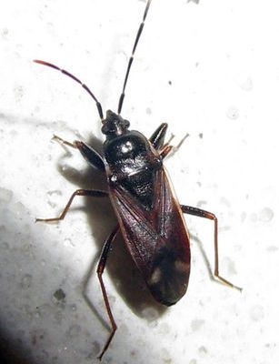 Eremocoris