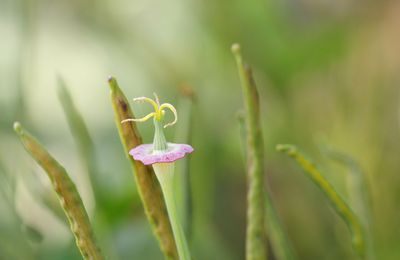 ESCHSCHOLTZIA(pavot de californie)