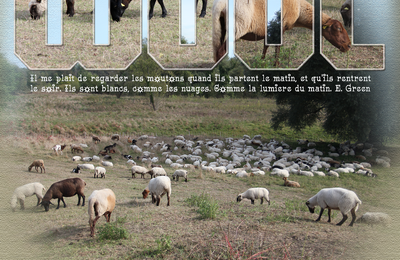  Wool Moutons à Cuffy Cher