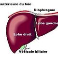 Le foie et la vésicule biliaire