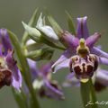 A la découverte des orchidées de la Drôme : lusus d'Ophrys fausse bécasse aka "Mickey" !