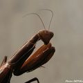 Mantes Religieuses