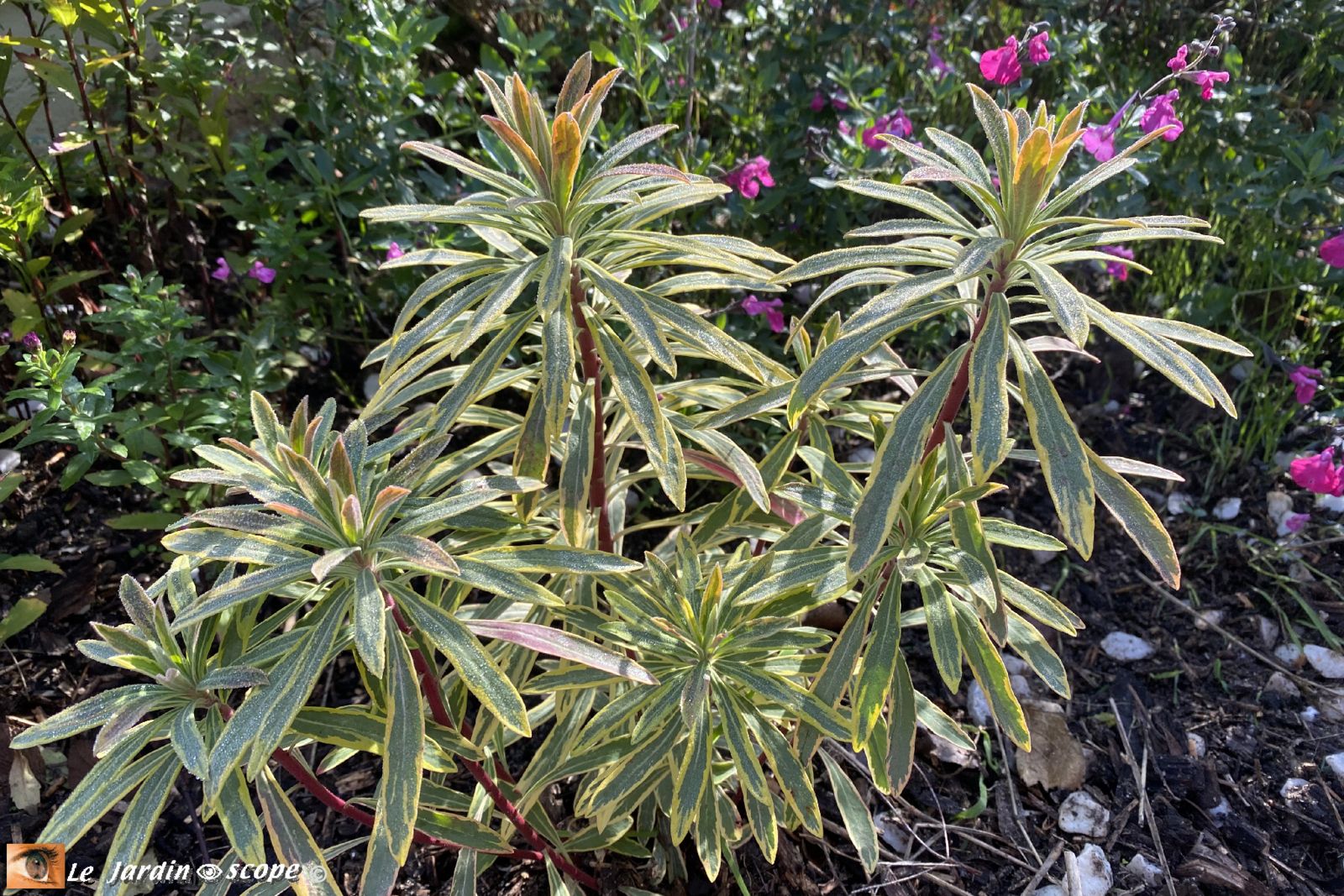 Euphorbia Ascot Rainbow
