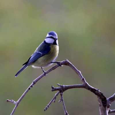 Mésange bleue