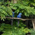 Parc aux oiseaux 